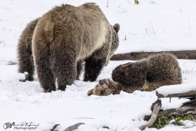 Snow`s Cub Playing May 2025